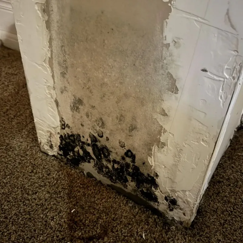Professional Mold Removal in Buchanan Dam, TX